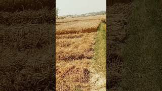 #farming #villagelife #youtube #trending #reels #art #lifeisbutadream #duetsongs ftg eg dg stobydyru