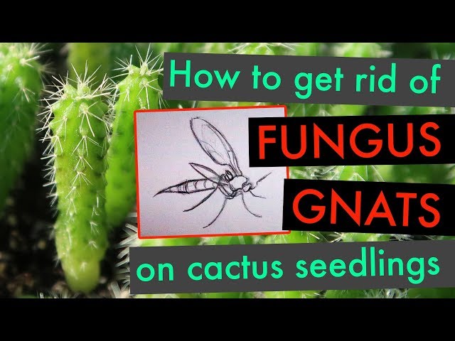 How To Get Rid Of Gnats on Succulents