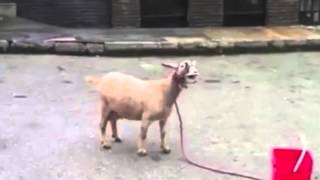 Video thumbnail of "Skrillex - Bangarang (Goat Remix)"