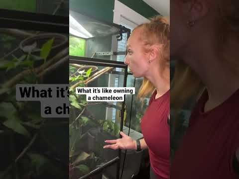 What Its Like Owning A Chameleon