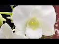 PROMO dendrobium bulatan