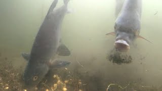 Bream feeding with corn underwater camera