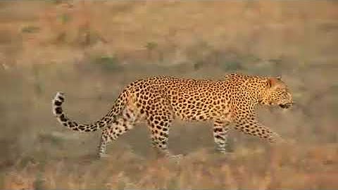 "Leopard Walking In Field" "Royalty Free Video Footage"