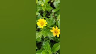 porak poranda - Cassandra