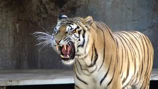 Suara Harimau Si Raja Hutan Mengaum/Roar Dengan Suara Yang Mengagumkan.