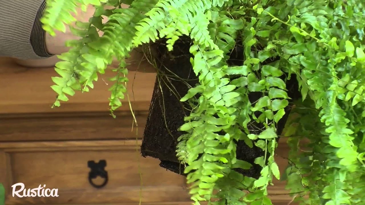 Rempoter Les Fougeres D Interieur Youtube