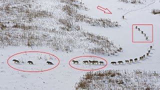 ¿Sabes Cómo Se Organiza una Manada de Lobos?