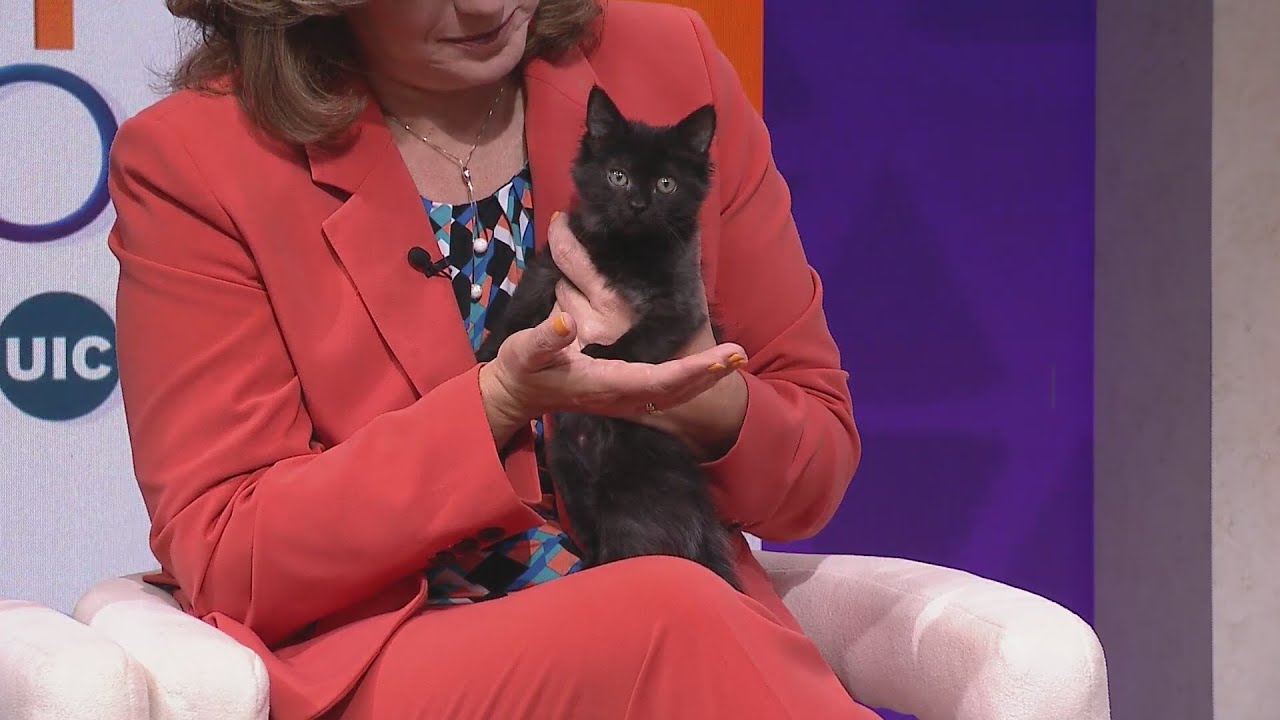 National Black Cat Day with Anderson Humane