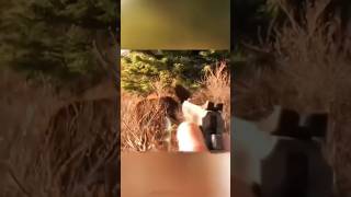 “Wild Moose Hunt Face to Face with the Beast”#moose #chasse #wildlife #challenge #hunting