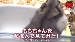 ももちゃんを超拡大で見てみた!!【ハムスターを飼うと癒されますね。】