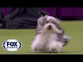 'Bono' the Havanese dog wins Toy Group at 2020 Westminster Dog Show | FOX SPORTS