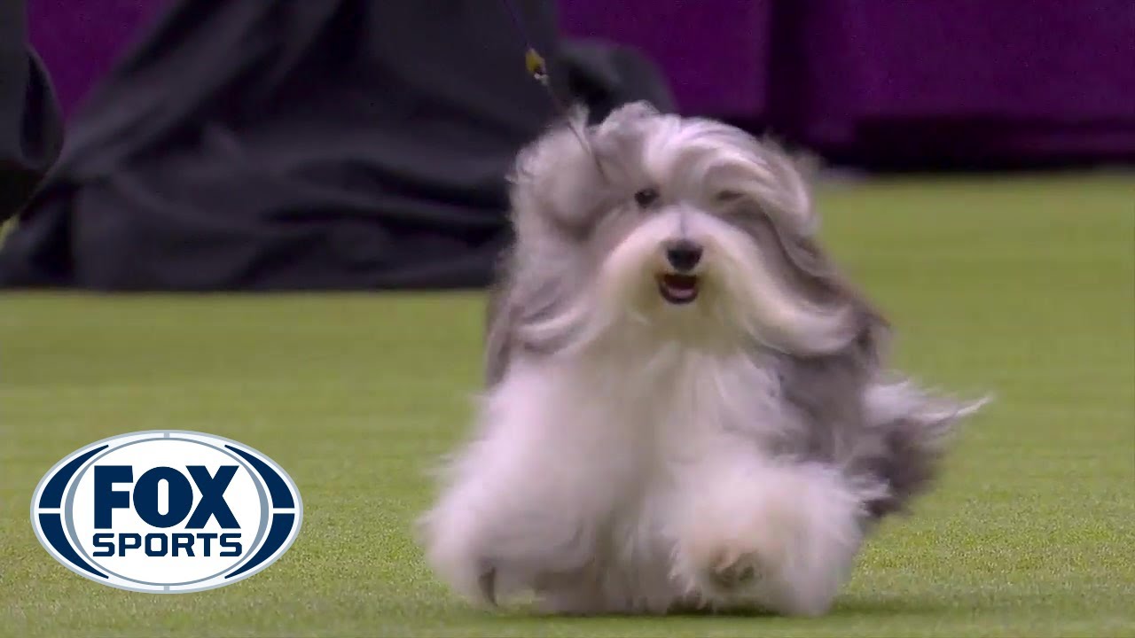 Bono the Havanese dog wins Toy Group at 2020 Westminster Dog Show  FOX SPORTS