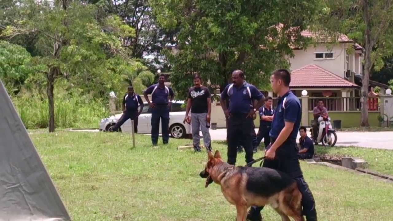 Malaysian K9 Unit from PDRM visit and Demonstration YouTube