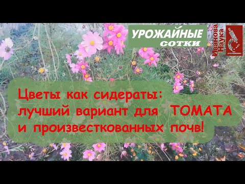 Video: Kosmeya