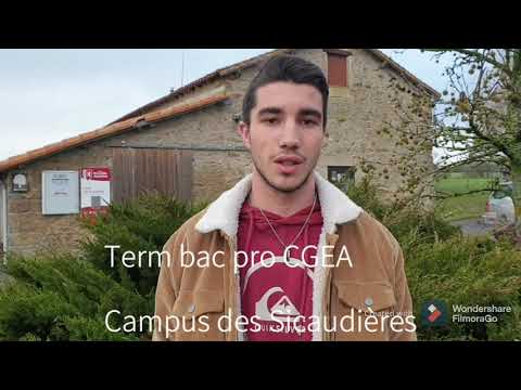 Armand - Term