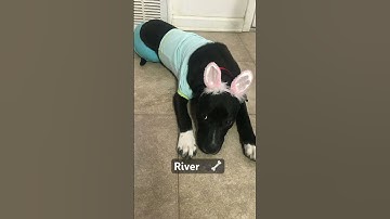 Thumbnail of Pretty little baby🐾🦴 #song #dog #shorts #river #fyp