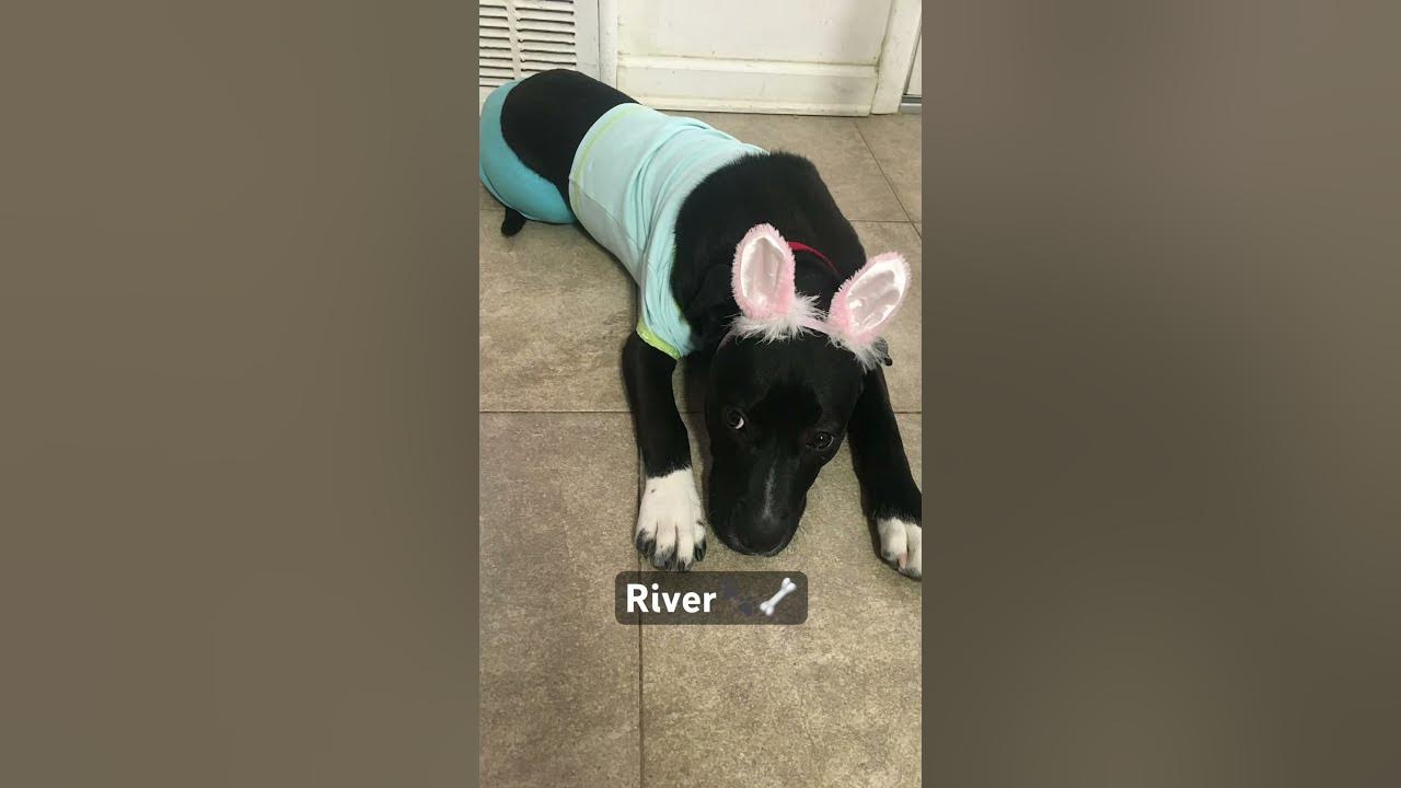 Pretty little baby🐾🦴 #song #dog #shorts #river #fyp