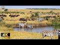 Unbelievable 4K Safari Witness Africa’s Wildest Moments!