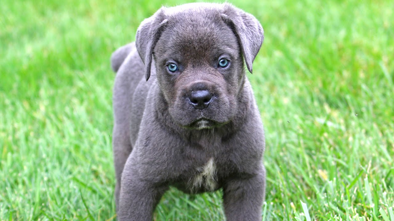 Cane Corso Puppies Youtube