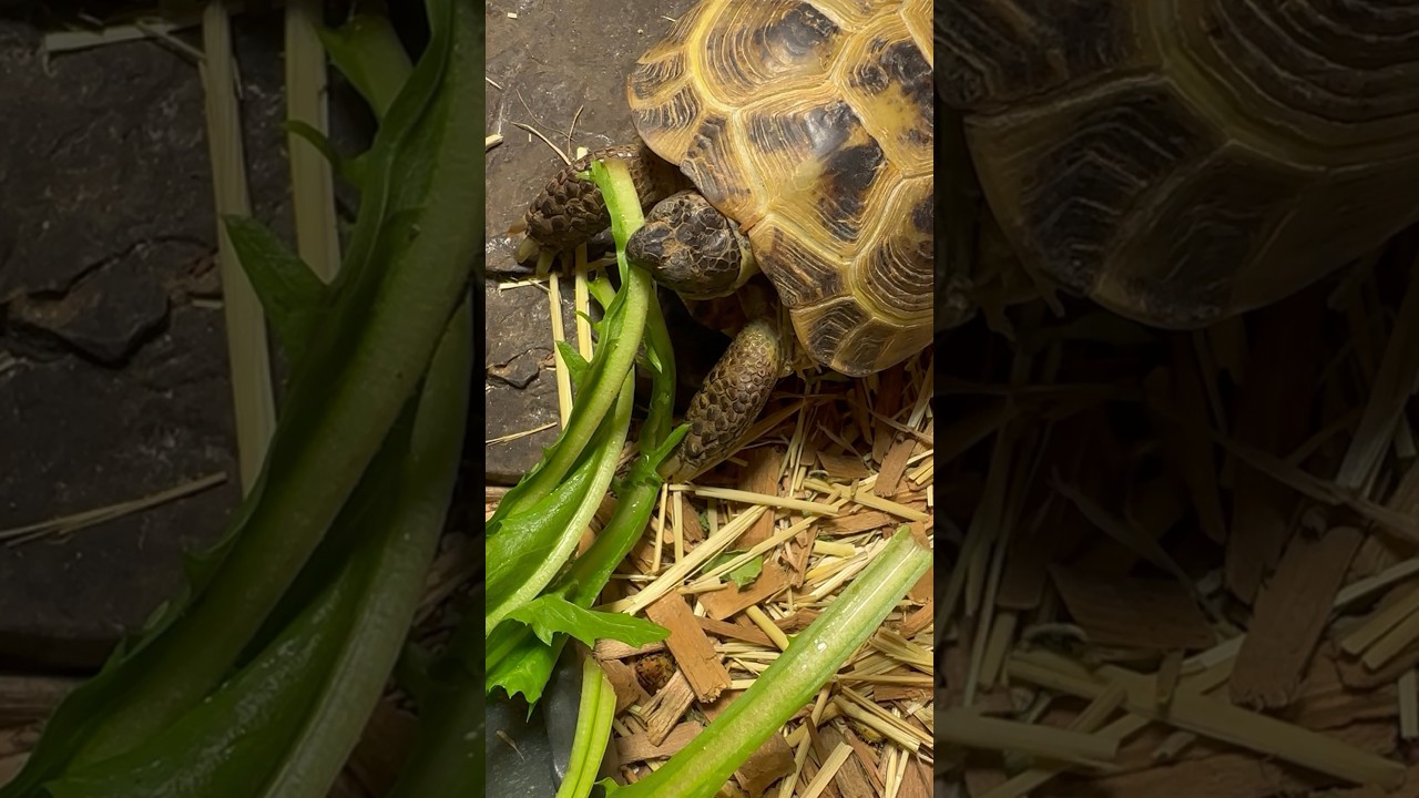 More crunchy stems! 🐢 #russiantortoise #reptiles #tortoise #cute #asmr