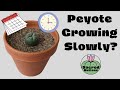 Peyote growing slowly do this