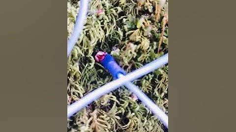 Testing Biodata Sonification Device in the Woods Part 3