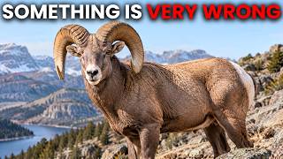 Scientists Tested America's Bighorn Sheep, and Found Something That Shouldn't Be There