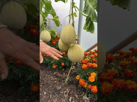 Emir melons finally ripen, no dig polytunnel August 1st