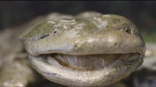 Giant Salamander Helps Detect Clean Water Along Hiwee River