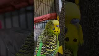 Over the Shoulder (FULL VERTICAL VIDEO) - Boba the Budgie