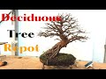 Repotting large deciduous bonsai