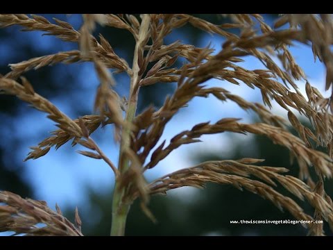 Video: Cciucuri de plante de porumb - Motive pentru care ciucurii de porumb sunt prea curând