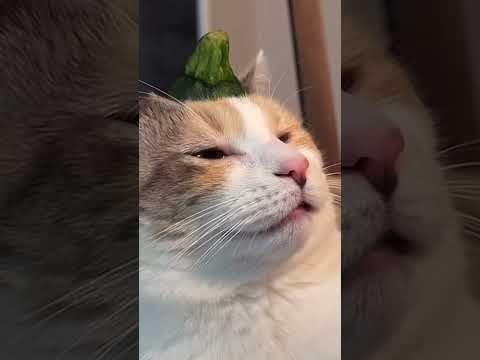 He Found One He Likes