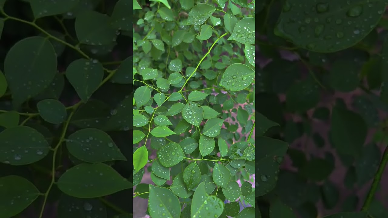 Rain Drops on Green Leaves 🍃💧 | Peaceful & Relaxing Nature 