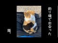 釣り場で出会った猫。