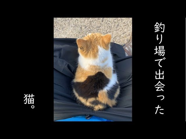 釣り場で出会った猫。