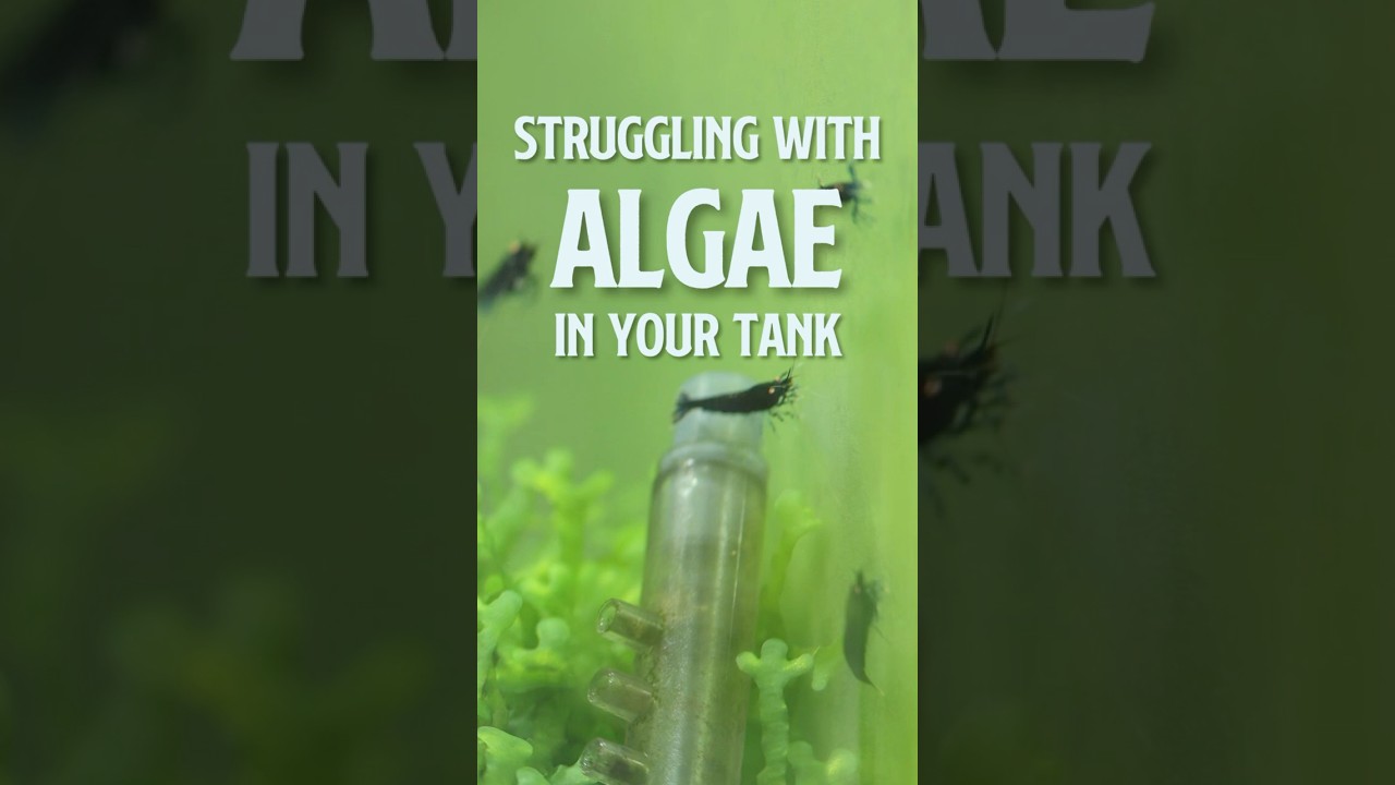 Struggling with Algae? Try this ! Algae Cleanup Crew