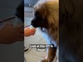 Spotted this 175 lb gentle giant at Starbucks! The owner said this is a Leonberger! #dog #doggo