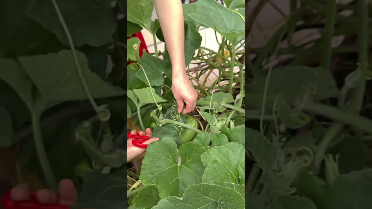 #TheFunofGrowingVegetables #DiscoveredANewWayToEatWatermelon #DragonBoatFestivalGreedy for this bite