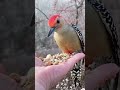 Best bird  hamdard official creation  best short