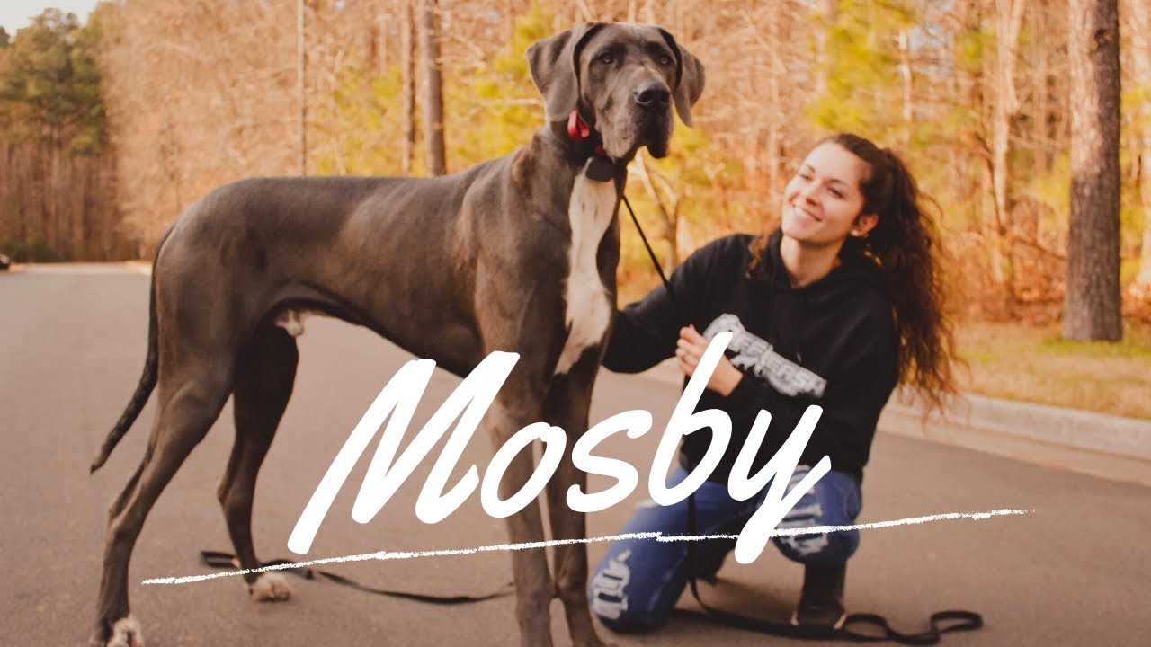 great dane obedience