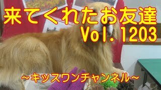 KiSSWann(キッスワン) 詳しくは⇒⇒⇒http://kisswann.com キッスワンは東...