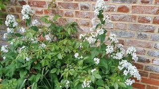Grow White Honesty From Seed
