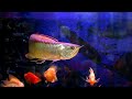 arowana | parrot | cichlid | Kalpesh aquarium shop | fish lovers