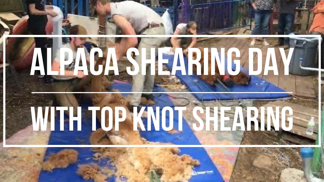 Alpaca shearing day with Top Knot Shearing YouTube