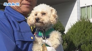 警察犬にトイプードル「アンズ」合格    県警が嘱託式
