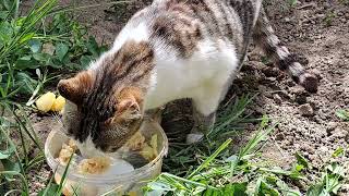Cute street cat eating food.