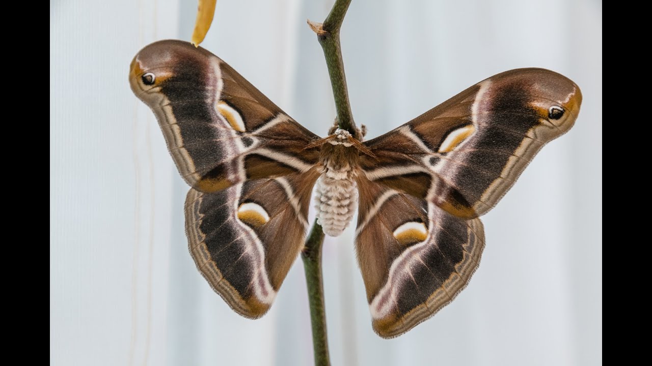 Martináč hedvábný; Samia Cynthia
