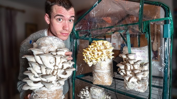 At To Days How Grow in Home Mushrooms 14 - YouTube