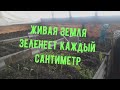 Сиб. вегетарий. Март. Обзор посадок. Укрепление последний грядки